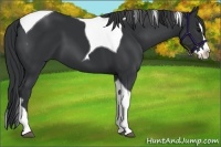 Horse Color:Black Splash Tobiano 