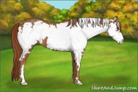 Horse Color:White Spotted Chestnut Frame
