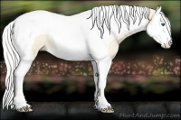 Horse Color:Cremello Sabino Splash Tobiano 