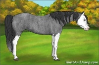 Horse Color:Blue Roan Splash 