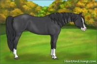 Horse Color:Blue Roan Splash 