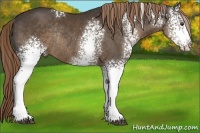 Horse Color:White Spotted Liver Chestnut Rabicano 