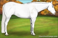Horse Color:Palomino Pearl Sabino 