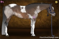 Horse Color:Buckskin Sabino Tobiano 