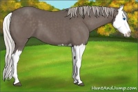 Horse Color:Silver Black Splash