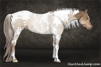 Horse Color:White Spotted Chocolate Palomino