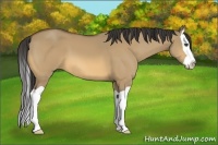 Horse Color:Buckskin Dun Splash