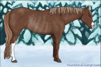 Horse Color:Chestnut Rabicano 