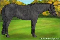 Horse Color:Black  Brindle