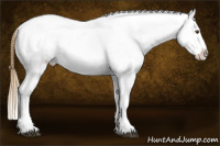 Horse Color:Buckskin Sabino Appaloosa
