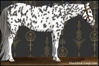 Horse Color:Black Splash Appaloosa 