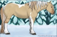 Horse Color:Red Dun Tobiano