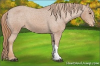 Horse Color:Chestnut Appaloosa