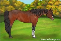 Horse Color:Brown Appaloosa 
