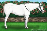 Horse Color:White Spotted Chestnut Varnish Rabicano 