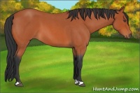 Horse Color:Bay Roan 