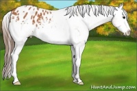 Horse Color:White Spotted Bay Appaloosa 