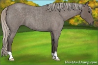 Horse Color:Silver Blue Roan 