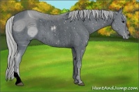 Horse Color:ERROR: UNKNOWN ANOMALY
