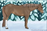 Horse Color:Chocolate Palomino 