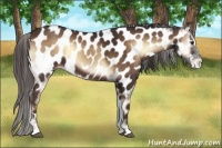 Horse Color:Liver Red Onyx Sabino Appaloosa