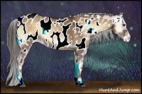 Horse Color:Liver Red Dun Onyx Sabino Appaloosa 