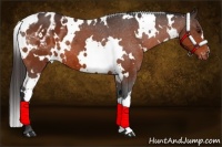 Horse Color:White Spotted Bay Varnish 