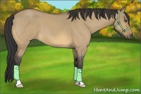 Horse Color:Buckskin Roan Dun