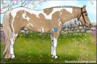 Horse Color:White Spotted Palomino Tobiano