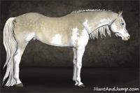 Horse Color:Chocolate Palomino Splash Rabicano