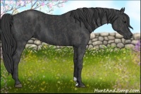 Horse Color:Black  Brindle