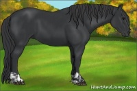 Horse Color:Black and Black