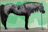 Horse Color:ERROR: UNKNOWN ANOMALY and ERROR: UNKNOWN ANOMALY