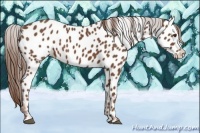 Horse Color:Chestnut Appaloosa
