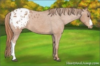 Horse Color:Chestnut Appaloosa 
