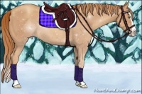 Horse Color:Gold Champagne Splash