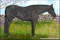 Horse Color:Black  Brindle