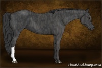Horse Color:Black  Brindle