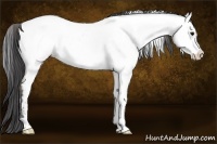 Horse Color:White Spotted Black Sabino Near Fewspot 