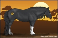 Horse Color:Black  and Black 