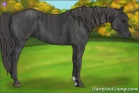 Horse Color:Black  Brindle