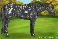 Horse Color:Black Appaloosa  and Black 