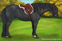 Horse Color:Black  and Black 