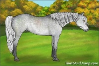 Horse Color:Silver Black Chinchilla Rabicano  Brindle