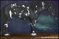 Horse Color:White Spotted Black 