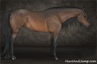 Horse Color:Buckskin 