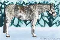 Horse Color:White Spotted Grullo Pearl Splash  and White Spotted Black Splash 