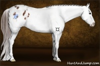 Horse Color:Brown Appaloosa 