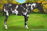 Horse Color:White Spotted Liver Chestnut 