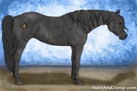 Horse Color:Black  Brindle